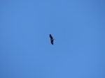 FZ016623 Red Kite (Milvus milvus).jpg